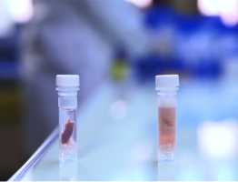 Гомогенизация тканей мыши на гомогенизаторе Minilys