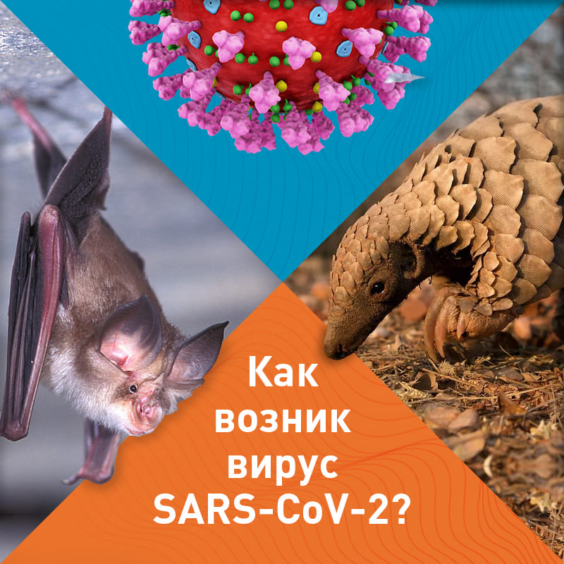 Ученые утверждают, что коронавирус SARS-CoV-2 имеет естественное происхождение