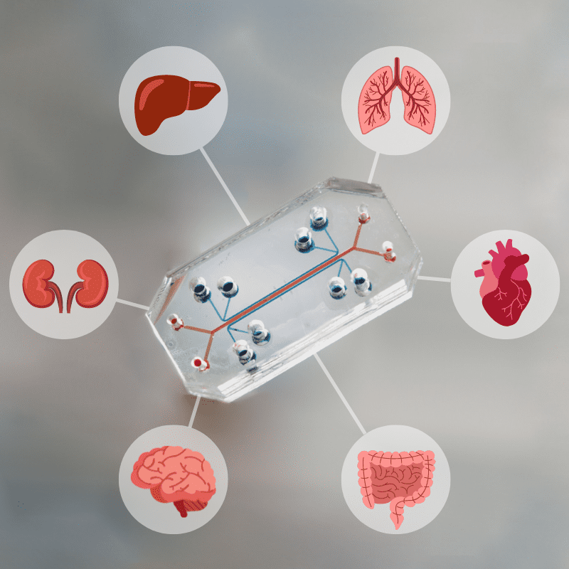 Орган на чипе: преодолевая разрыв между in vivo и in vitro