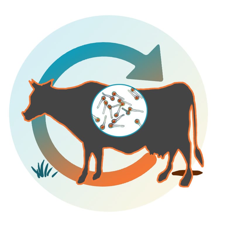 Клостридиозы рогатого скота: современные решения
