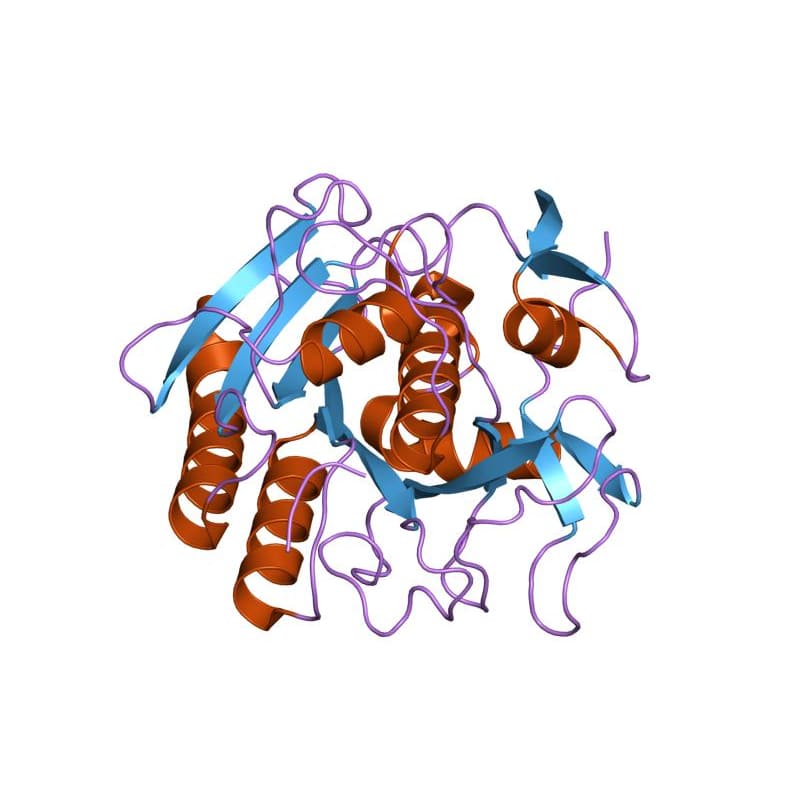 Протеиназа K, раствор