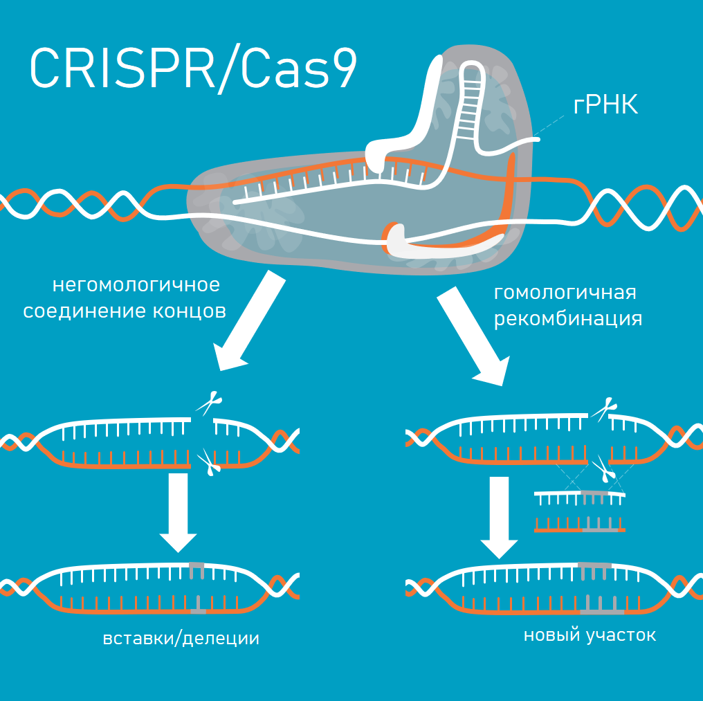 Crispr cas9 технология презентация